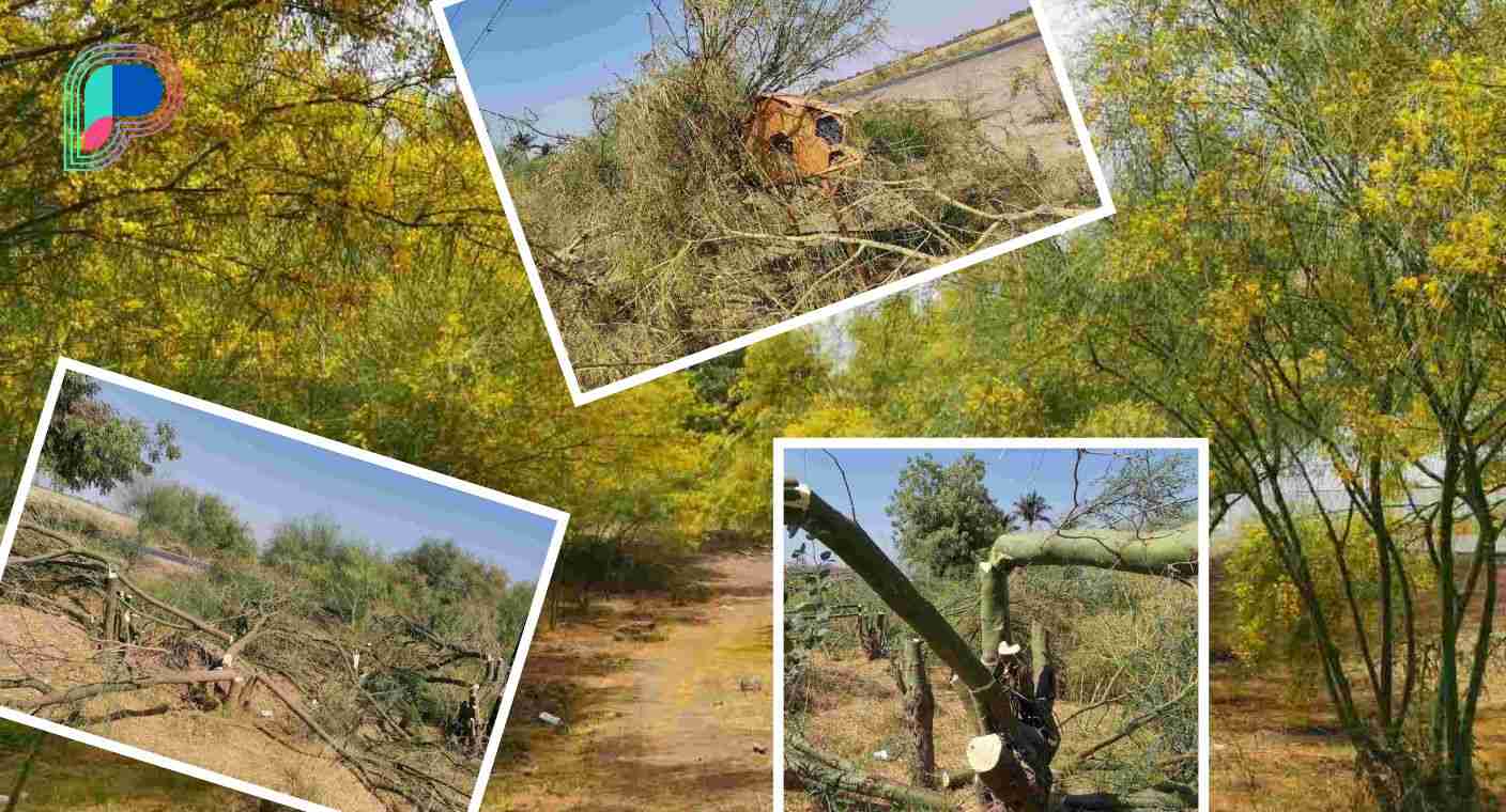 Denuncian tala irresponsable de 62 árboles nativos y daños a repositorios de abejas en Parque Lineal Meridiano de Cajeme