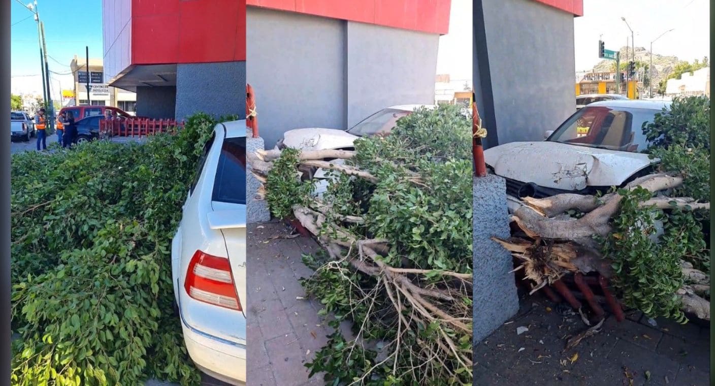 Choque provoca caída de árbol sobre vía pública en centro de Hermosillo