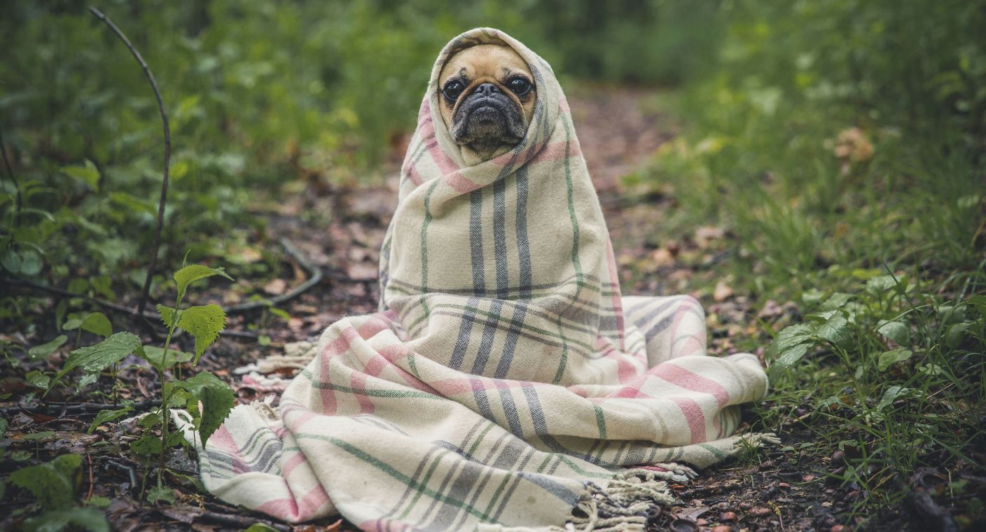 Perritos extraviados necesitan ayuda para volver a casa tras fuertes lluvias en Hermosillo