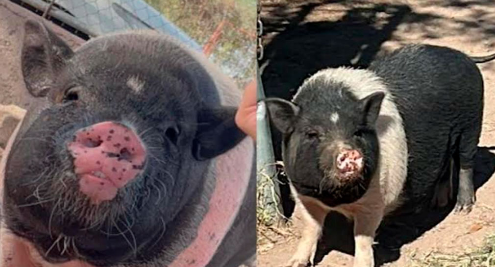 ¡Adopta a Pinky! Cerdita de 3 años busca un nuevo hogar en Hermosillo