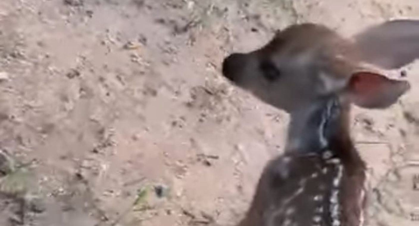Solicitan a ciudadanos no acercarse a crías de venado cola blanca nacidos en Cerro del Bachoco en Hermosillo