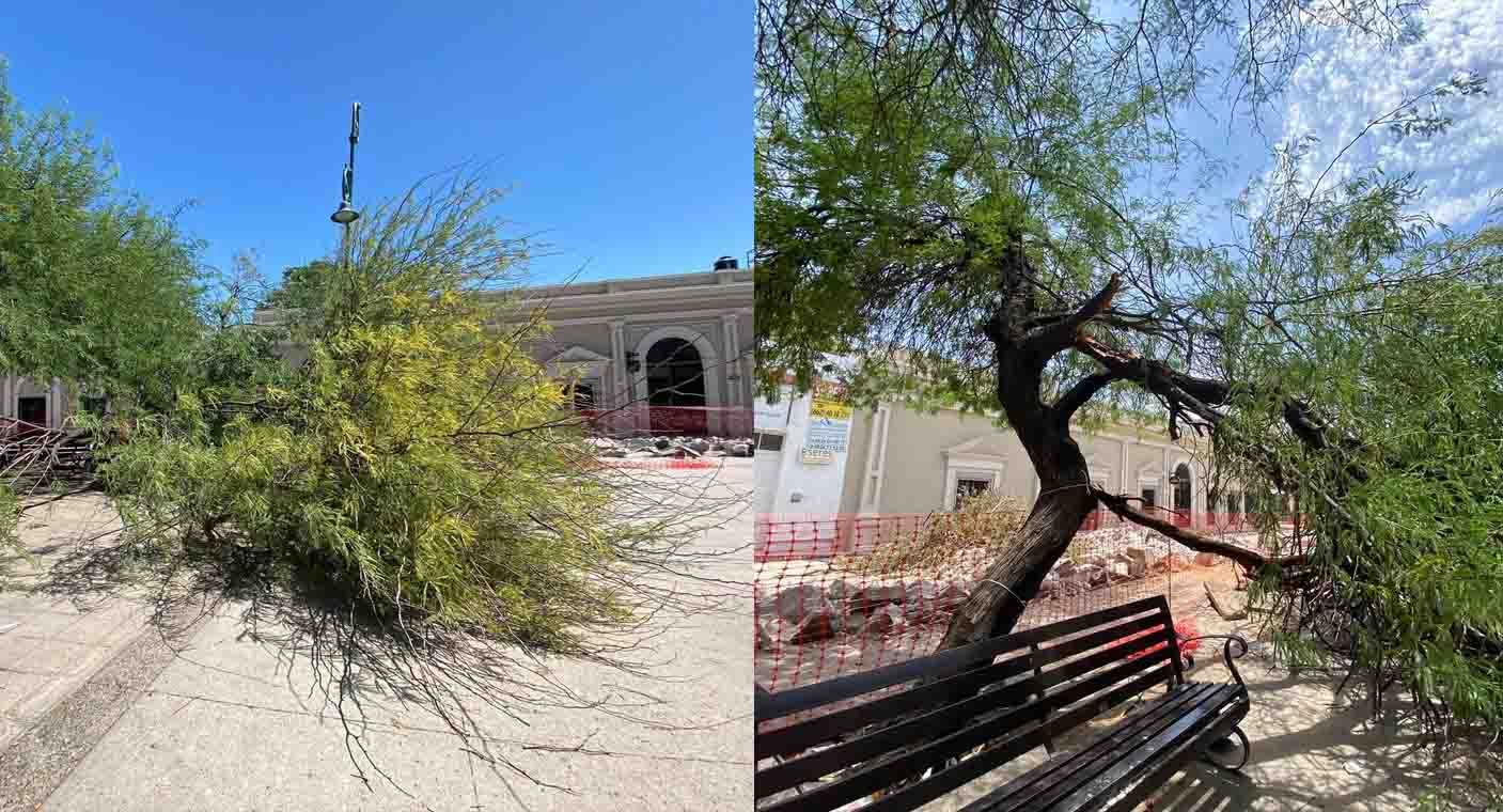 Autoridades deben capacitar a trabajadores para evitar que mueran árboles en Hermosillo: activista