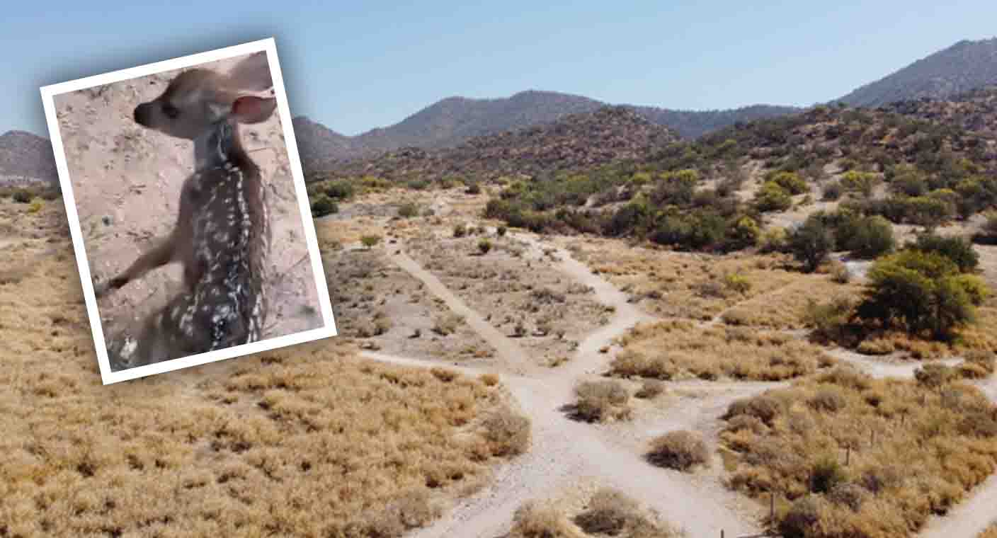 Profepa dice no poder inspeccionar presencia de venados en Hermosillo por falta de ubicación y altas temperaturas