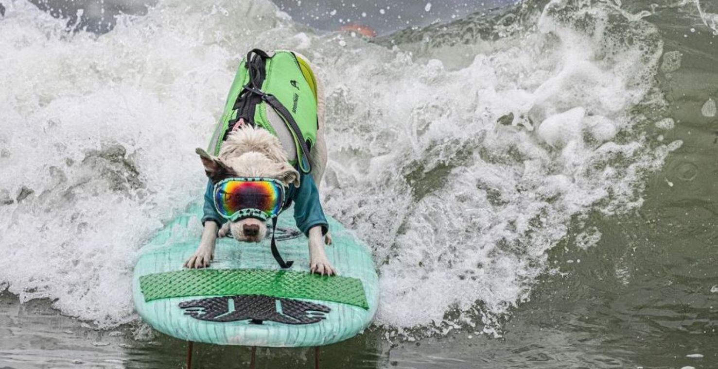 Perritos surfistas sorprenden en Campeonato Mundial de Surf Canino en California