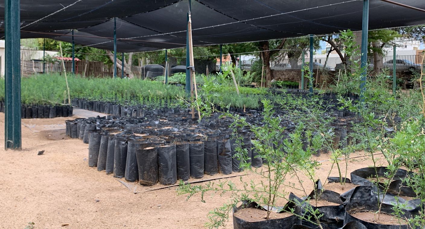 Vivero Municipal de Hermosillo promueve la producción y donación de especies nativas plantando más de 4 mil retoños
