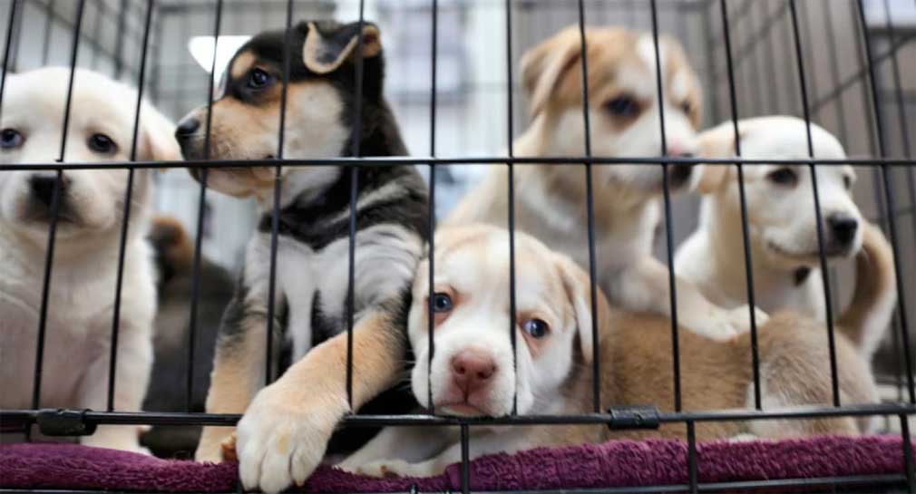 Prohíben venta de perros, gatos y hurones en tiendas de España