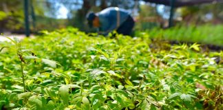 Invitan a Feria de las Plantas: Intercambio, venta y donación en jornada verde en Hermosillo