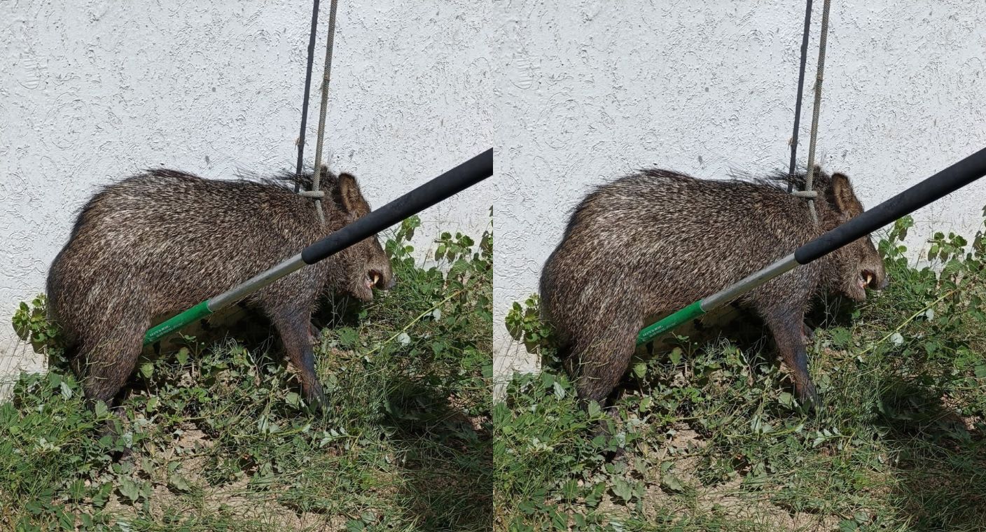 Capturan a jabalí salvaje en colonia Las Quintas de Hermosillo