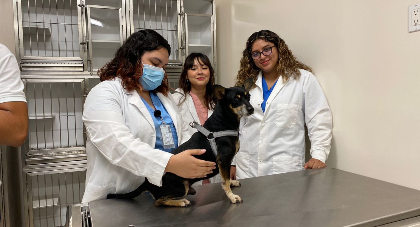 ¡Las mascotas también sufren el cambio de clima! Veterinaria da recomendaciones para prevenir enfermedades respiratorias