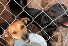 Anuncian jornada de esterilización gratuita para perros y gatos en La Victoria Jornada de esterilización gratuita para perros y gatos anunciada por Protección y Bienestar Animal en la comunidad de La Victoria, Hermosillo.