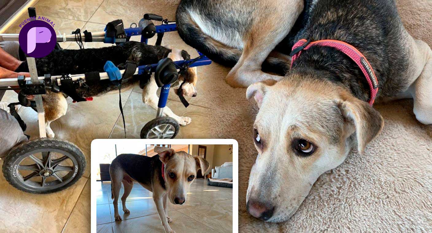 Perrito ‘Chai’ sobrevivió a un ataque que lo dejó cuadripléjico; Vidas con Causa lo apoyó con terapias y ahora busca un nuevo hogar