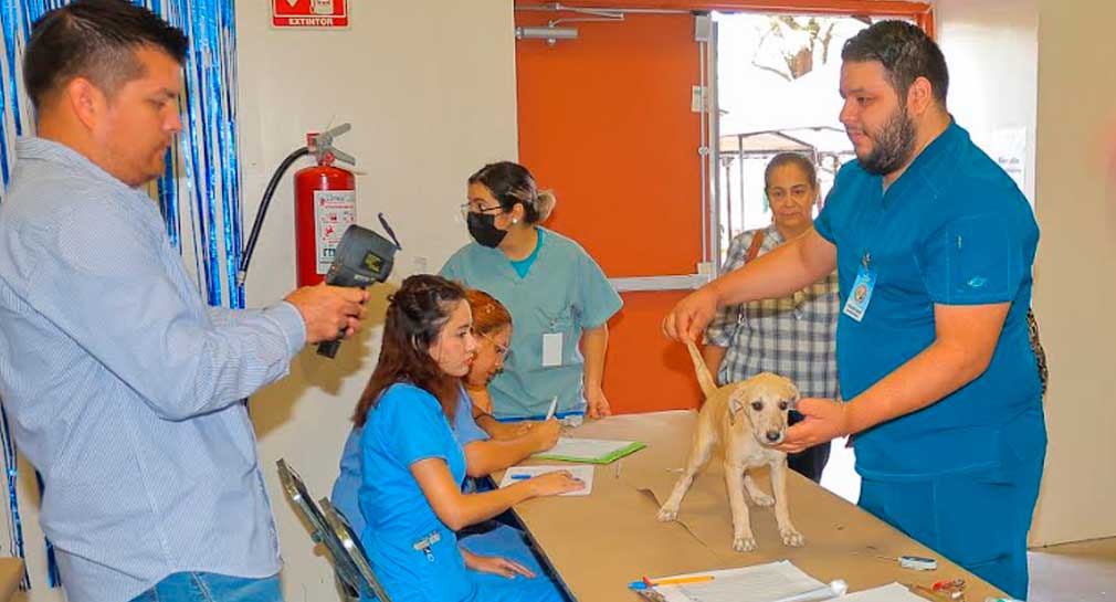 Realizan 120 esterilizaciones y ofrecen servicios para mascotas en Jornada de Salud Animal de la Unison