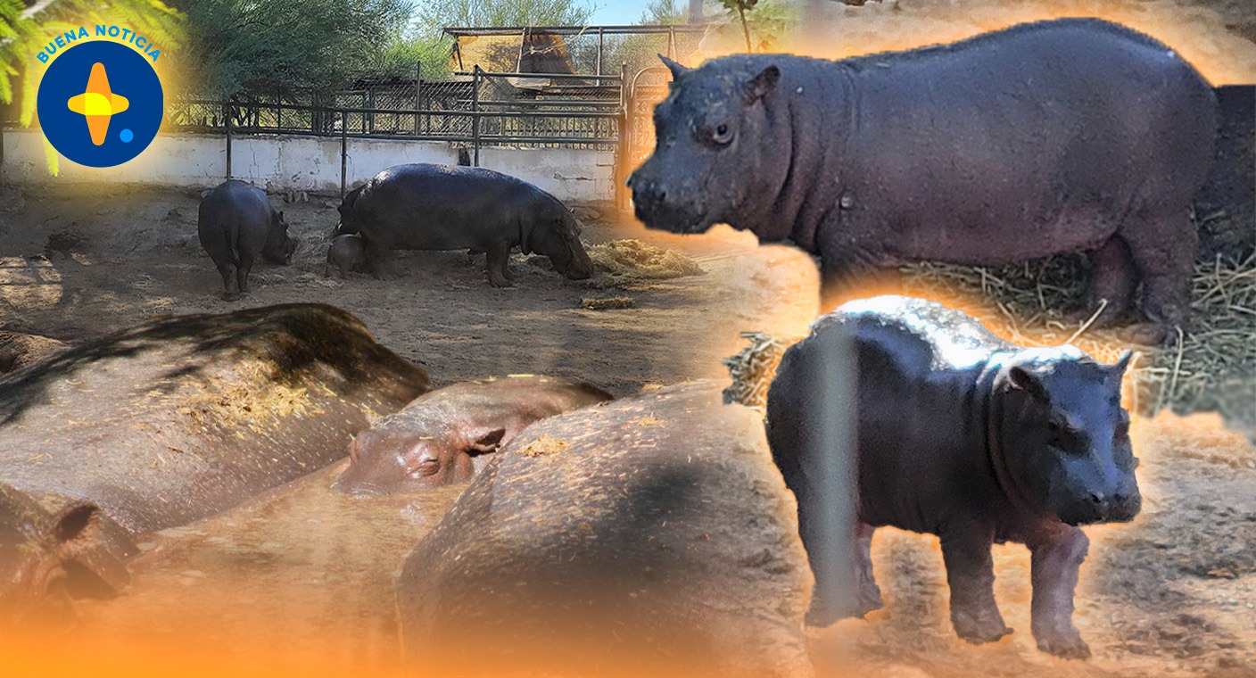 Nace hipopótamo en Centro Ecológico de Sonora por primera vez desde hace 7 años en Hermosillo