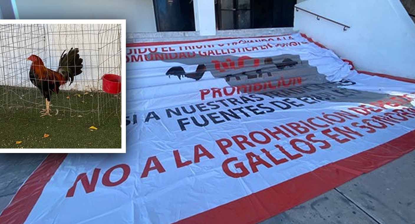 Por segundo día se manifiestan galleros en Hermosillo; rechazan prohibición de peleas de gallos en Sonora