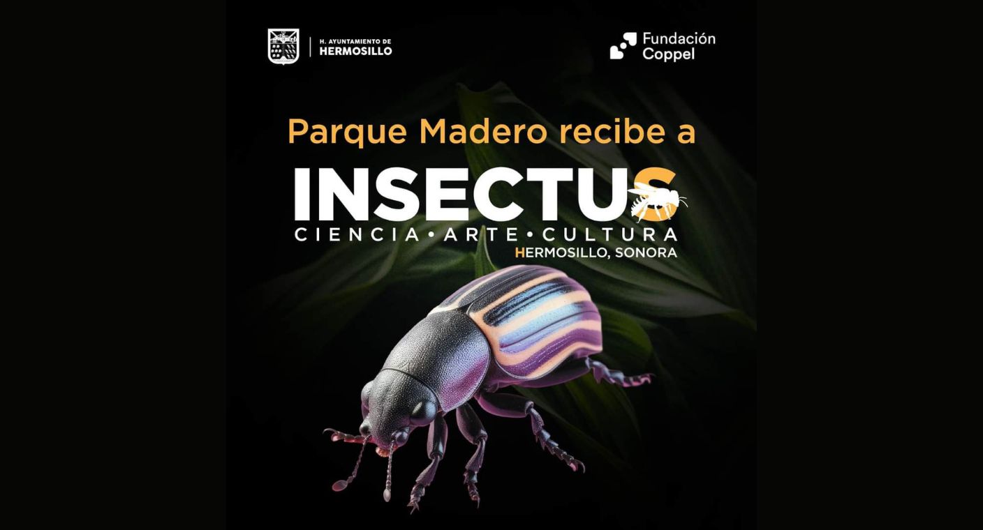 Insectus en Hermosillo: Realizarán exposición con talleres y conferencias sobre insectos y sus características