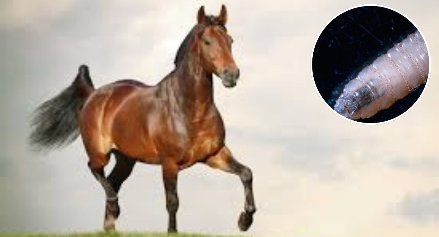 Confirman primer caso de gusano barrenador en un equino en México - Proyecto Puente