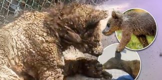 Recuperación de osa ‘Mina’ es favorable tras ser rescatada de un zoológico en Monterrey, Nuevo León