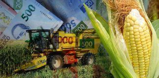 ‘Sin maíz no hay país’: Campesinos consideran “insulto” y “burla” precio fijado por Gobierno en 6 mil 50 pesos por tonelada de máiz
