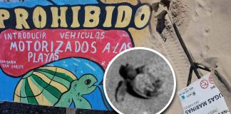Hallan tortuguitas muertas y letreros vandalizados en playa de San Carlos, Sonora; denuncian especialistas daño a zona de anidación