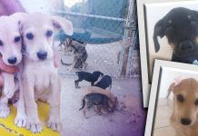 Tres perritos rescatados de un taller mecánico buscan una familia amorosa en Hermosillo