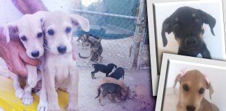 Tres perritos rescatados de un taller mecánico buscan una familia amorosa en Hermosillo