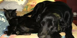 Sacrificios, rituales y maltratos en contra de perros y gatos podría aumentar entre octubre y noviembre en CDMX, advierte SSC
