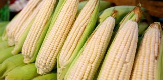 Precio del maíz blanco será de 6 mil 050 pesos por tonelada, informa Sader