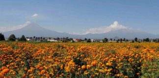 Cempasúchil: Conoce la flor mexicana que guía las almas de los muertos en México