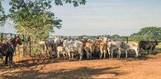 EEUU afirma ‘no estar listo’ para reabrir frontera con México ante brote de gusano barrenador