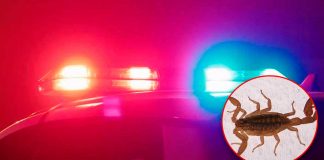 Menor es atendido de emergencia tras picadura de alacrán al sur de Hermosillo