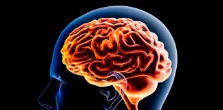 La era del ‘chavorruco’: Por qué el cerebro humano no deja la adolescencia hasta los 32 años