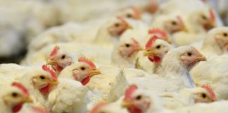 EEUU confirma la primera muerte por infección humana de la cepa H5N5 de gripe aviar