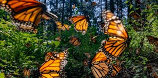 Bedolla pide a Canadá y EEUU reforzar protección a la migración de la mariposa monarca