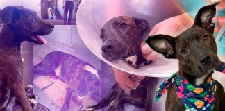 Kira, la perrita que sobrevivió al maltrato y un atropello, ahora busca un hogar que le dé amor