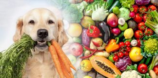 ¿Mi perro puede comer verduras? Conoce cuáles recomiendan los expertos