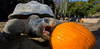 Muere Gramma, la histórica tortuga de Galápagos del Zoológico de San Diego, a los 141 años