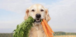 ¿Mi perro puede comer verduras? Conoce cuáles recomiendan los expertos