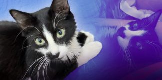 Evangelina busca a su gatito Pánfilo, de 4 meses, desaparecido en Hermosillo; teme que no sobreviva en la calle