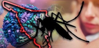 Sonora acumula 2 mil 5 casos de dengue en 2025, cinco veces más que en 2024; autoridades informan cero defunciones