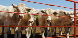 México podría reanudar exportación de ganado a EEUU a un año del primer caso de gusano barrenador, señala Agricultura