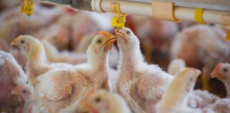 Confinan millones de aves de corral tras aumento de casos mortales de gripe aviar en Europa