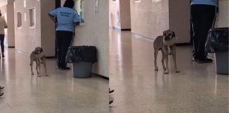 Captan a perrito con collarín dentro de clínica del IMSS; ¿Esperaba turno para ser atendido?