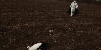 Alerta en España por muerte de más de 100 cigüeñas en Madrid por gripe aviar en las últimas 24 horas