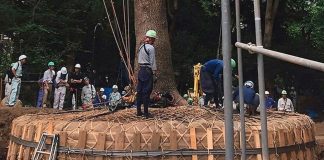 La sorprendente técnica japonesa que mueve árboles sin talarlos