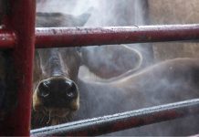 ¿Cómo combate México el regreso del gusano barrenador? Gobierno y ganaderos refuerzan acciones