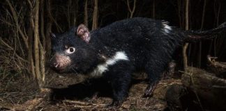 Después de 3.000 años, vuelven a nacer demonios de Tasmania en Australia continental