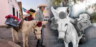 Muere Gaspar, el burrito más querido de las callejoneadas del FAOT en Sonora, tras 40 años de vida