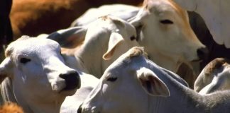 Ganaderos alertan: la “sobrerregulación” por el gusano barrenador ya golpea el precio de la carne