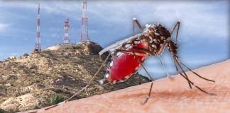 Hermosillo suma 326 casos de dengue en casi un año: no hay focos rojos en la ciudad, afirma Salud Municipal