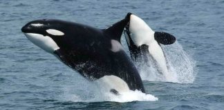¡Alianza marina! Científicos captan orcas y delfines cazando juntos en Océano Pacífico